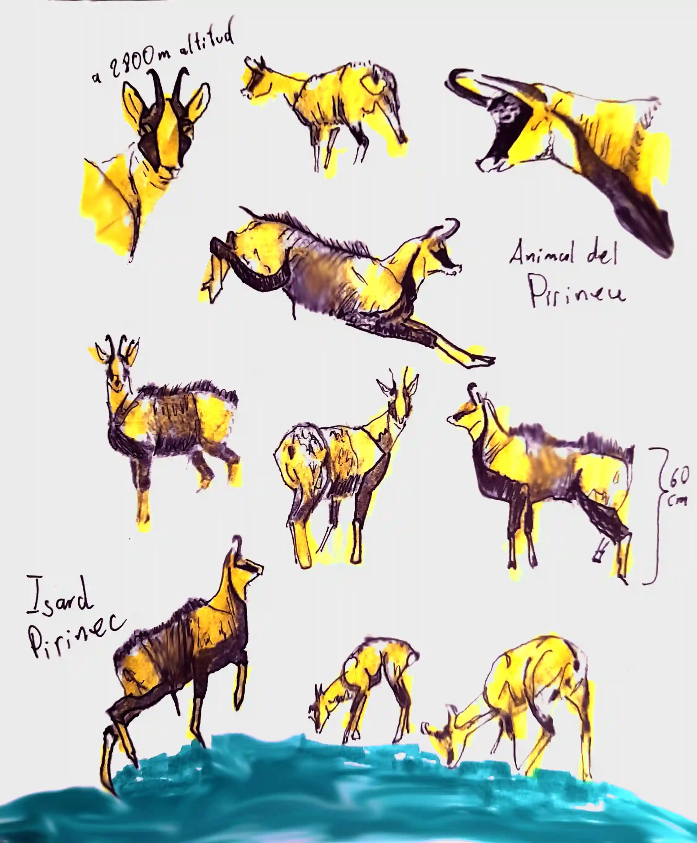 Runners Animals Puigmal