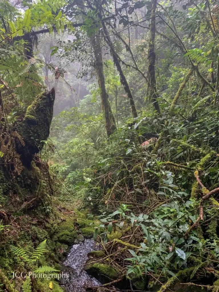 Cloud forest & jungle