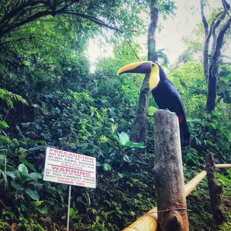 Corcovado finale